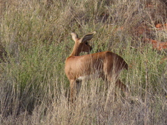 Raphicerus campestris campestris
