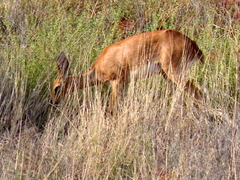 Raphicerus campestris campestris