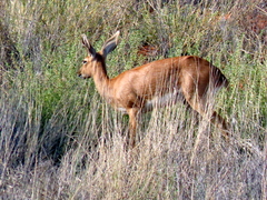 Raphicerus campestris campestris