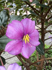 Andesanthus