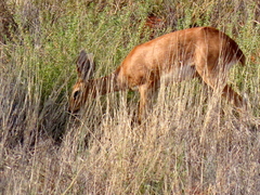 Raphicerus campestris campestris