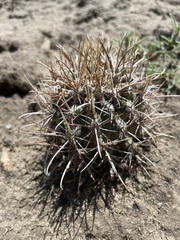 Sclerocactus cloverae