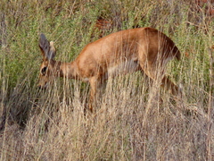 Raphicerus campestris campestris