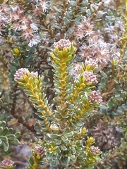 Ozothamnus leptophyllus