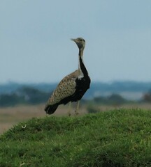 Lissotis melanogaster