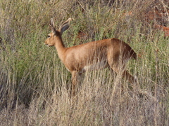 Raphicerus campestris campestris