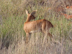 Raphicerus campestris campestris