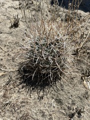 Sclerocactus cloverae