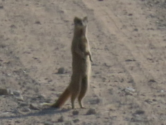 Cynictis penicillata