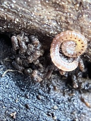 Blaniulidae