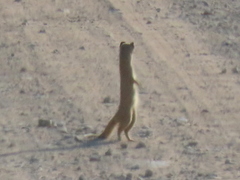 Cynictis penicillata