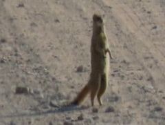 Cynictis penicillata