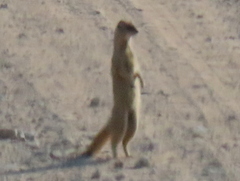 Cynictis penicillata