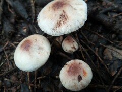 Leucoagaricus badhamii