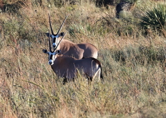 Oryx gazella