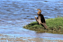 Anhinga rufa