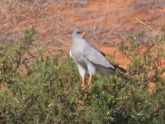 Melierax canorus argentior