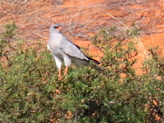 Melierax canorus argentior