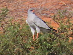Melierax canorus argentior