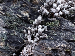 Leucogenes grandiceps