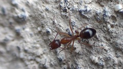 Camponotus nylanderi
