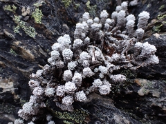 Leucogenes grandiceps