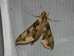 Xylophanes fusimacula