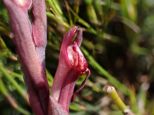 Image of Disa ophrydea by (c) Ren Hoekstra, some rights reserved (CC BY)