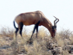 Alcelaphus buselaphus caama