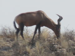 Alcelaphus buselaphus caama