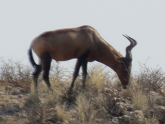 Alcelaphus buselaphus caama