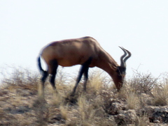 Alcelaphus buselaphus caama