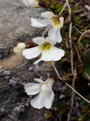 Ourisia caespitosa