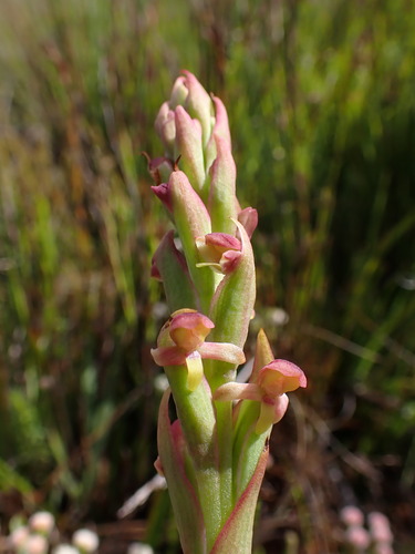 Image of Net Monadisa (Disa reticulata) by (c) Ren Hoekstra, some rights reserved (CC BY)