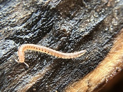 Blaniulidae