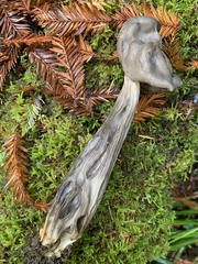 Helvella maculata