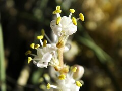 Nolina texana