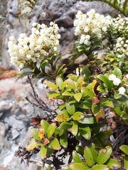 Gaultheria crassa