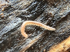 Blaniulidae