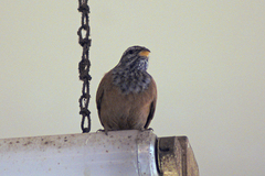 Emberiza sahari