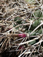 Sclerocactus cloverae