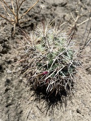 Sclerocactus cloverae
