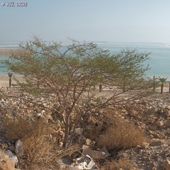 Vachellia tortilis raddiana