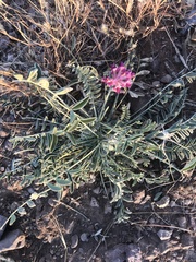 Astragalus mollissimus