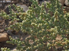 Anabasis setifera