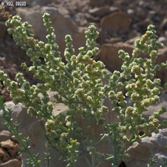 Anabasis setifera