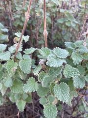 Pseudodictamnus hirsutus