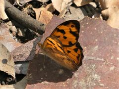 Heteronympha mirifica