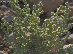 Anabasis setifera