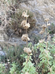 Pseudodictamnus hirsutus